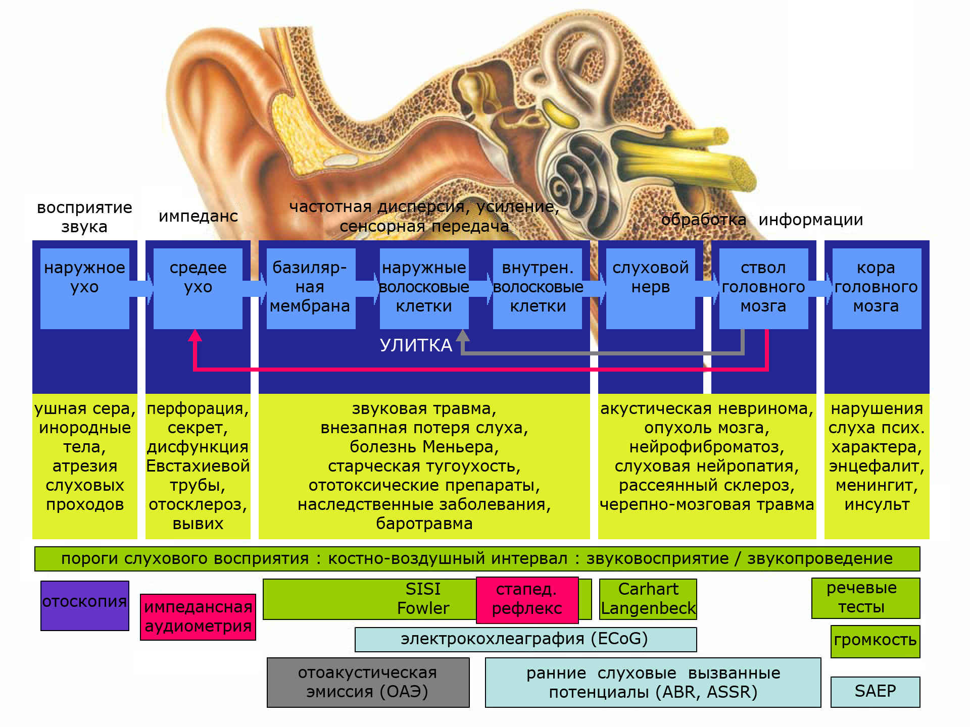 Строение уха. Болезни, вызывающие нарушение слуховой функции. Исследования, позволяющие диагностировать состояние слуховой функции